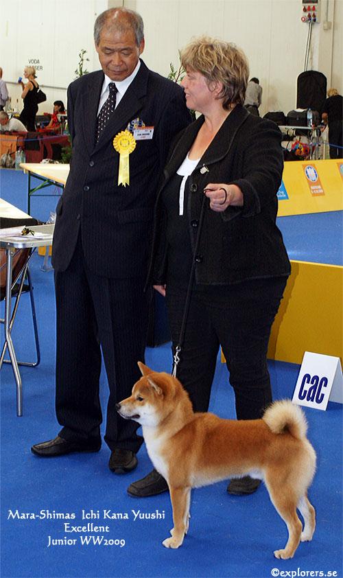 Shiba inu sales nl